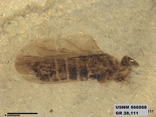 Genus sp