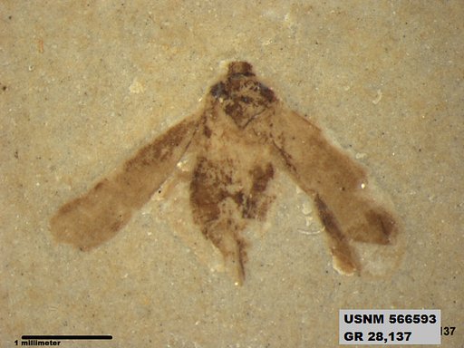Genus sp