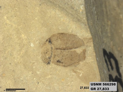 Insecta