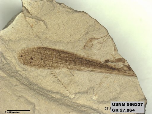 Eoerianthus eocaenicus