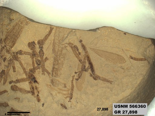 Genus sp
