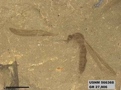 Genus sp