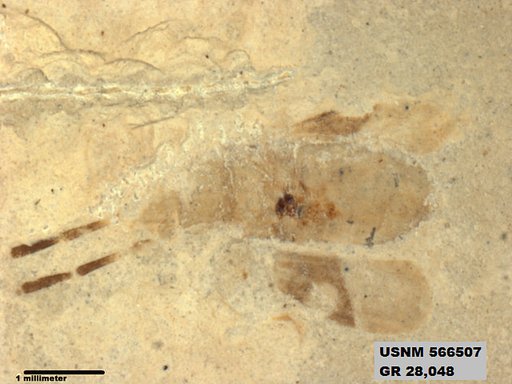 Genus sp