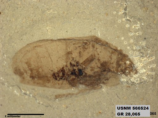 Genus sp