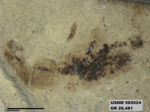 Genus sp
