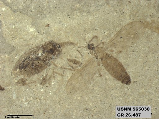 Insecta