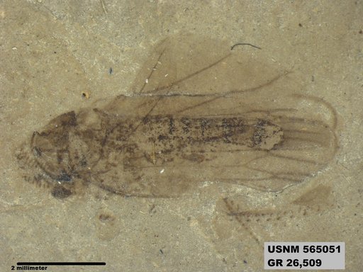 Genus sp