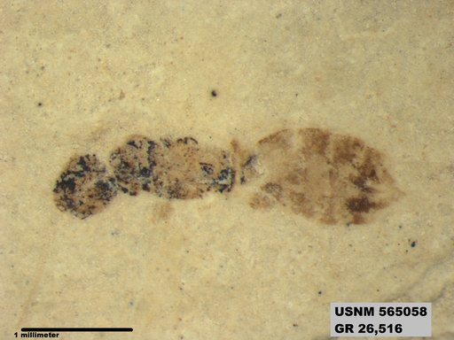 Insecta