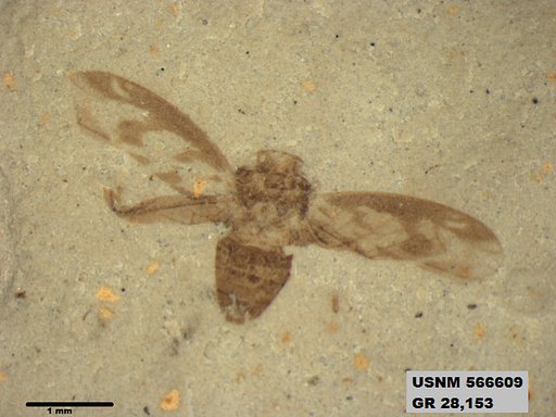 Genus sp