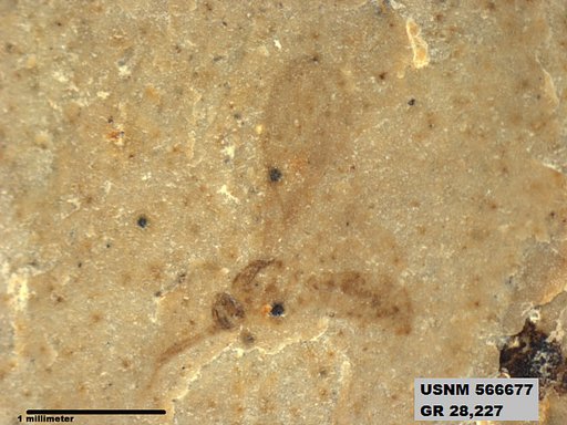 Insecta