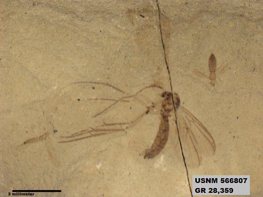 Insecta