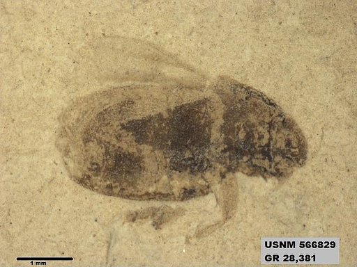 Genus sp