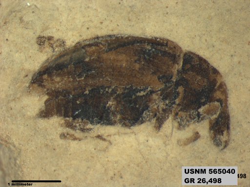 Insecta