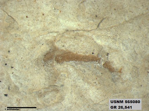 Genus sp
