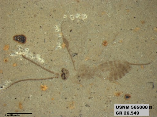 Insecta