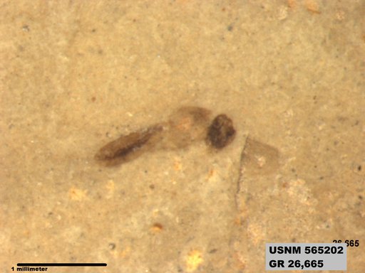 Insecta