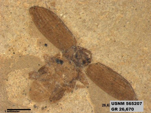 Insecta