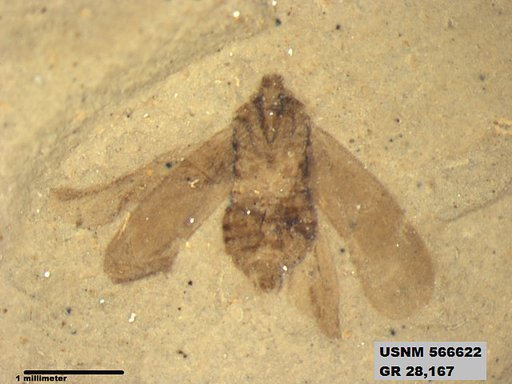Genus sp