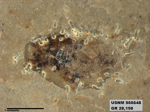 Genus sp