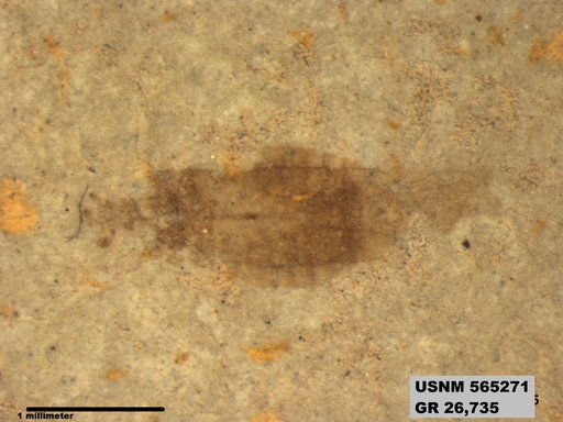Genus sp