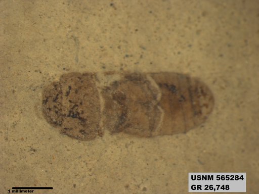 Insecta