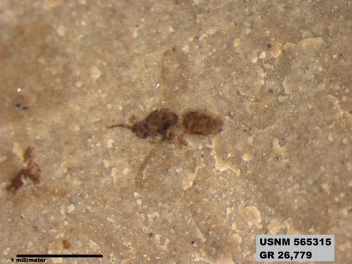 Genus sp