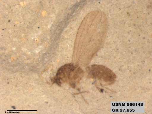 Genus sp