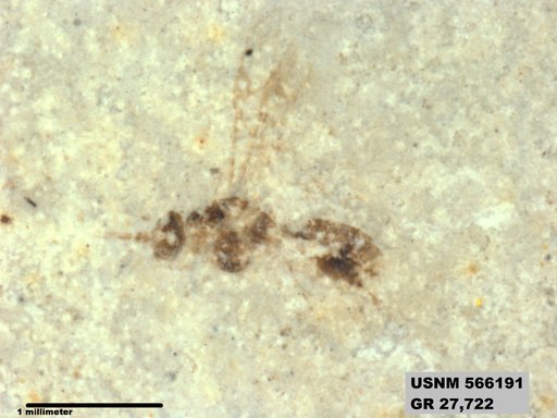 Insecta