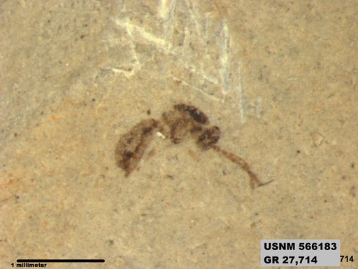 Insecta