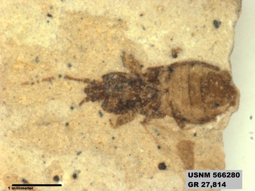 Genus sp