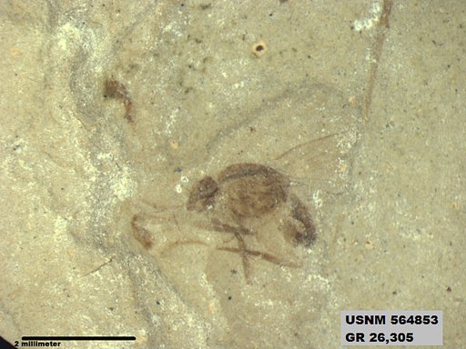Genus sp