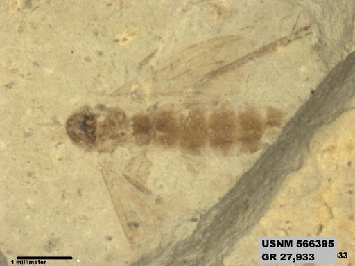 Insecta