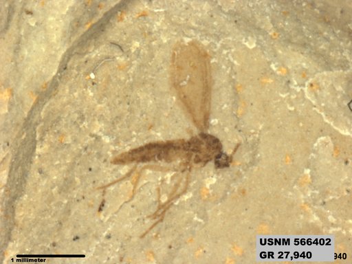 Insecta