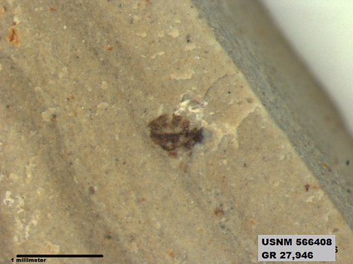 Insecta