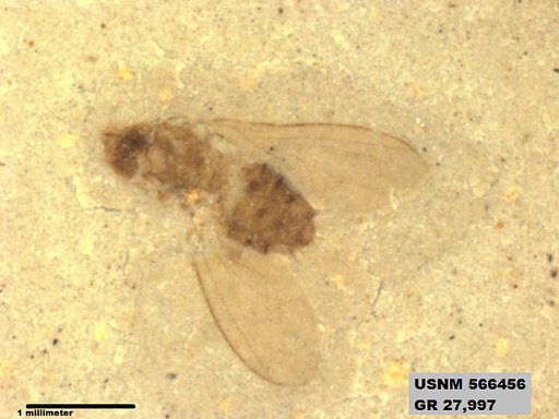 Insecta