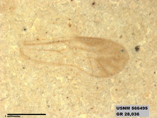 Insecta