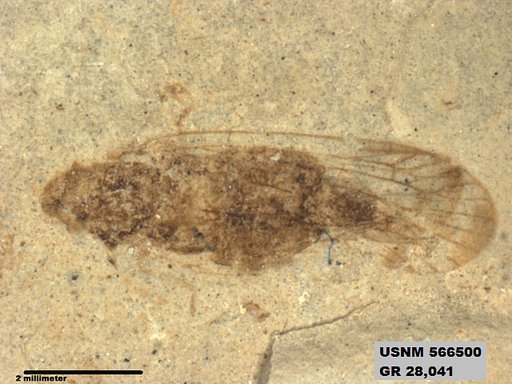 Genus sp