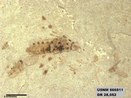 Genus sp