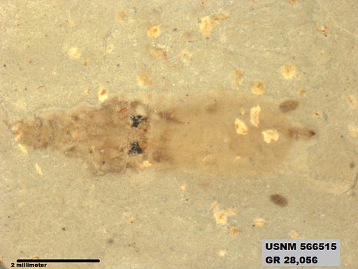 Genus sp