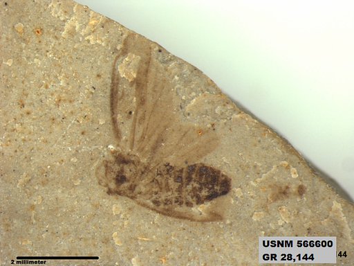 Genus sp