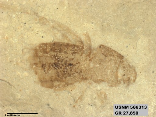 Genus sp
