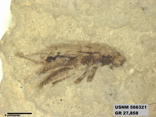 Genus sp