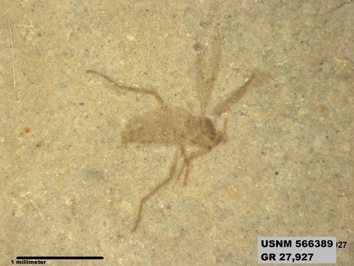 Insecta