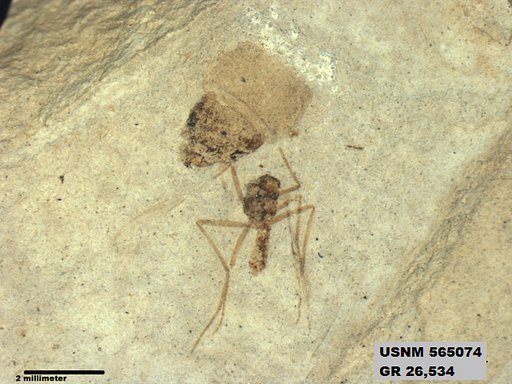 Insecta