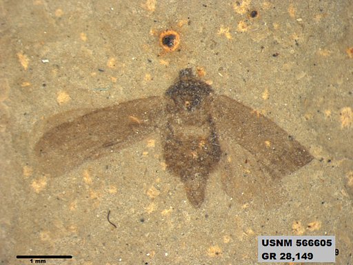 Genus sp