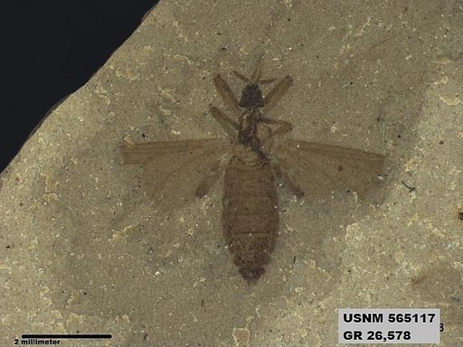 Genus sp