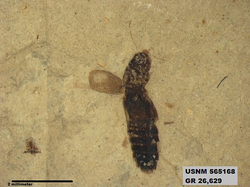 Genus sp