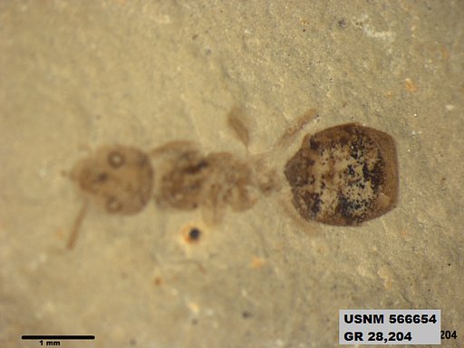 Insecta