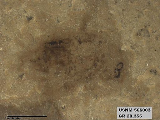 Insecta