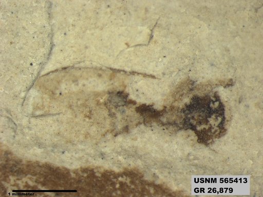 Genus sp